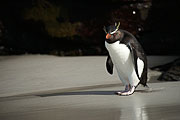 Picture 'Ant1_1_00466 Eudyptes Chrysocome, Penguin, Rockhopper Penguin, Antarctica and sub-Antarctic islands, Falkland Islands, Saunders Island'